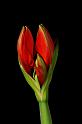 öffnende Amaryllisblüte